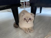 Acil Scottish Fold