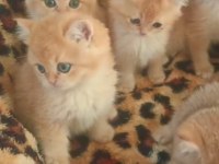 GOLDEN BY12 BRİTİSH BEBEKLER