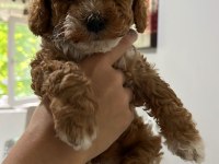 5 adet dişi erkek poodle