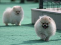 Pomeranian boo yavrular anne baba şecereli