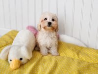 Maltipoo  Yavrularımız 