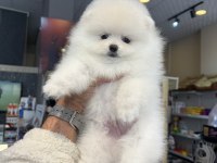 Ukrayna doğumlu pomeranian yavrular