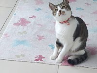 Kısırlaştırılmış Erkek Kedimiz Ev Beyi