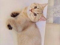 British shorthair golden de black golden yavrular
