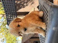 Maltipoo Bebekler