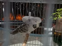 Show jumbo 2024 mart doğumlu muhabbet kuşu