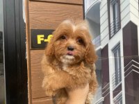 Dünyalae Tatlısı Cavapoo Bebekler