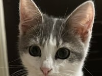 5 aylık yavru tuvalet eğitimi var ısırmaz tırmalamaz