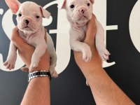 FRANCE BULLDOG BEBEKLER