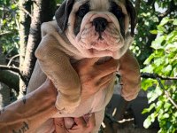 TOMBİŞ BULLDOG ÇOCUKLAR