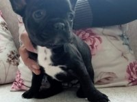 Fransız buldog yavrular