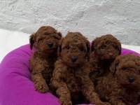 Ziyarete Açık Erkek Dişi Poodle Bebekler