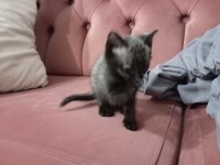Teslime hazır blue point british shorthair yavrular