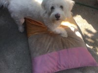 Erkek üç yaşında akıllı sevecen maltipoo