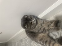 Scottish fold kedimiz