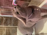 ANTİALERJİK BRİTİSH RUSSİAN 2 YAŞINDA DIŞI KEDİMİZ