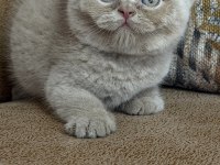 Orjinal british shorthair fawn erkek