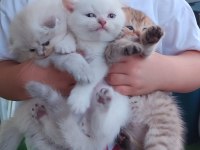 Koca kafa aşılı belgeli scottish fold yavrularım