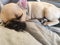 FRENCH BULLDOG 2 AYLIK