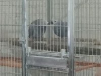 Süper çift jako papağanı
