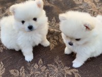 40 günlük pomeranian yavrular