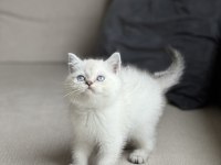 Irk Garantili British Shorthair Yavrum