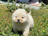 RESİM GİBİ CHOW CHOW YAVRULARIMIZ