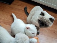 Scottish fold yavrularımız yeni sahibini arıyor