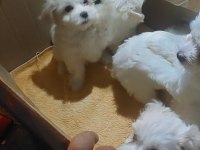 Sevimli bebekler maltese terrier