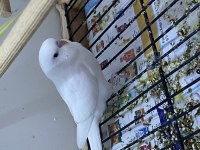 Yavru muhabbet kuşu mükemmel