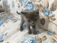 British Shorthair yavrular
