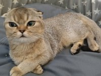 Scottish Fold Yavru