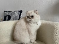 Beyaz scottish fold
