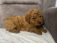 MİNİ BOY MALTİPOO ERKEK YAVRUM