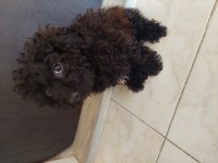 Toy poodle siyah 4 aylık dişi