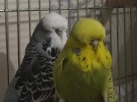 Show jumbo muhabbet kuşu çifti
