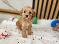 Maltipoo Yavrularımız