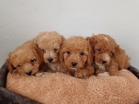 MALTİPOO YAVRU