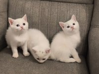 British Shorthair Bebekler