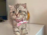 Yavru scottish fold