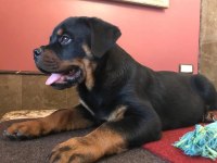 Rottweiler @ppuppypawbodrum