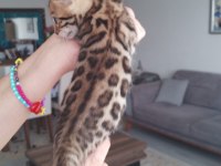 Saf kan yavru bengal kedisi