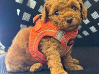 TOY POODLE RED YAVRU