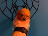 GERÇEK MİCRO TEACUP POODLE BEBEKLER