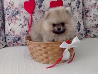 1 Erkek ve 2 Dişi Pomeranian Boo Yavrular