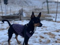 Köpeğimize dişi eş arıyoruz antalya