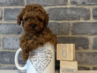 Toy Poodle Yavrular