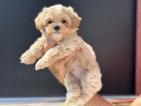 Wc eğitimli kore maltipoo yavrularımız