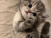 Minnak scottish fold yavrularımız