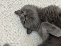 British shorthair dişi